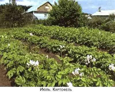 Не мешай огороду лопатой и плугом - фото 16