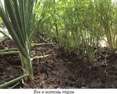 Не мешай огороду лопатой и плугом - фото 21