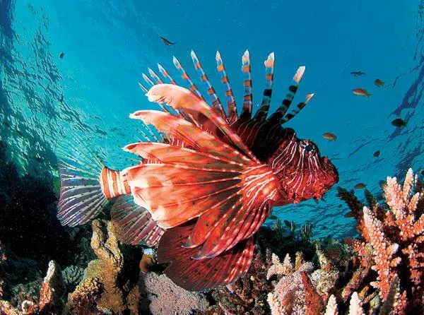 Африканская крылатка ИлГарден Eel Garden Сад угрей Большая колония - фото 28