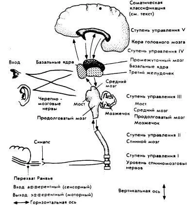 Рис 14 Схема мозга демонстрирующая его пятиуровневуго иерархию Все пять - фото 14