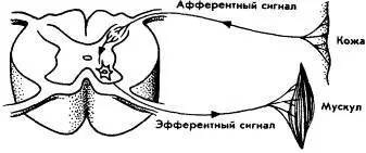 Рис15 Известная упрощенная схема рефлекторной дуги на которой показан - фото 15