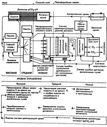 Рис 19 Схема организации управления дыханием по Прибану и Финчаму Однако как - фото 19