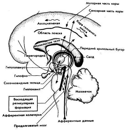 Рис 24 Обработка мозгом восходящего информационного потока системами - фото 24