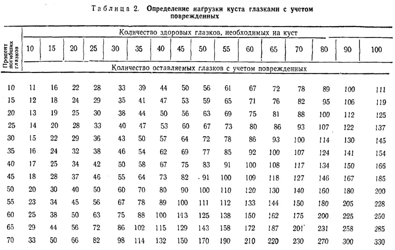 Обломка зеленых побегов При любой обрезке и учете поврежденных глазков - фото 28