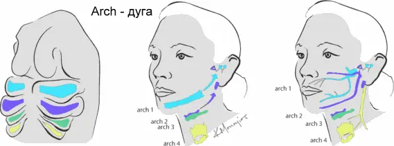 Если проследить ход преобразования дуг в процессе развития от эмбриона до - фото 23