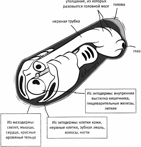 Через четыре недели после оплодотворения мы представляем собой две трубки одна - фото 28