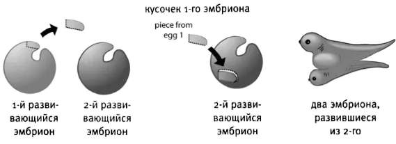 Всего лишь пересадив на один эмбрион кусочек ткани другого Хильда Мангольд - фото 29