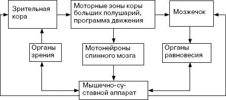 В то же время проприорецепторы мышц сухожилий связок активируются самим - фото 11