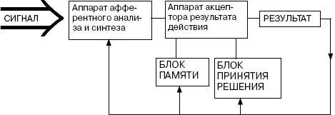 Из приведенной схемы следует что афферентный сигнал через сенсорные системы - фото 12