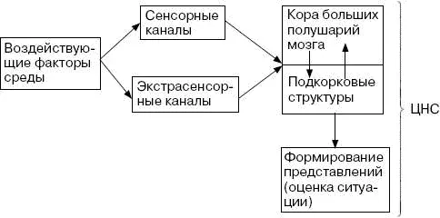 Представлена гипотетическая схема 45 восприятия информации ЦНС по сенсорным и - фото 50