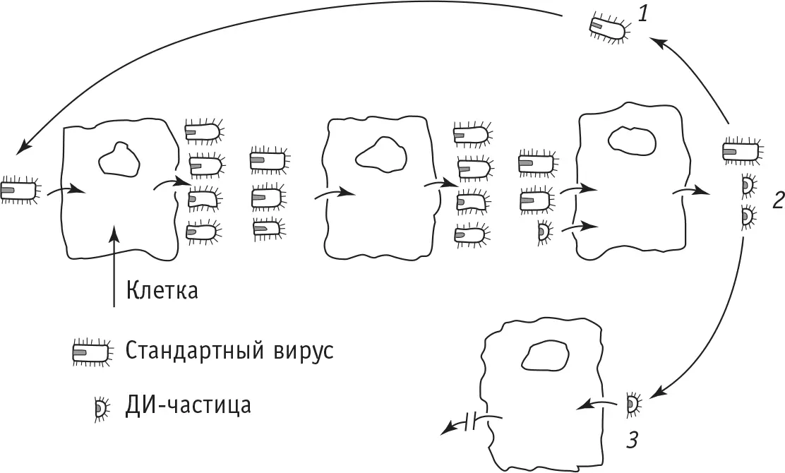Рис 5Схема образования в клетках дефектных интерферирующих ДИ вирусных - фото 12