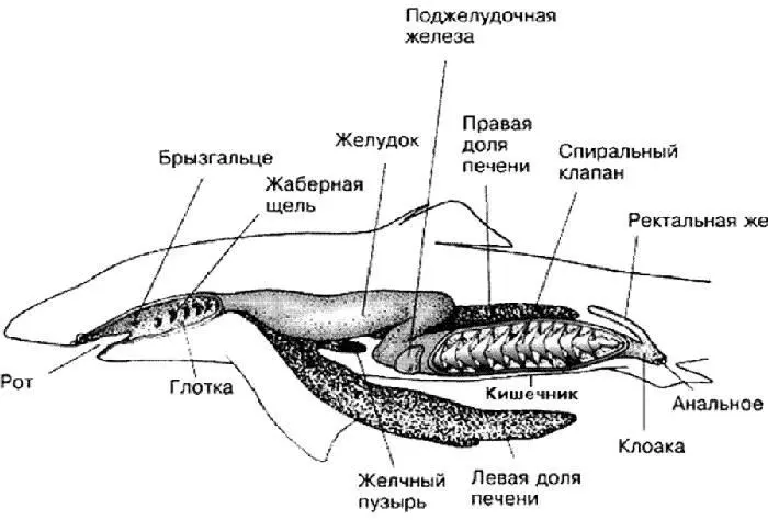 Строение органов пищеварения акулы Кроме того акулы умеют выворачивать свой - фото 32