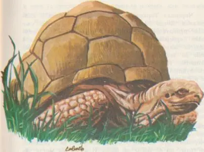 Живёт в зоопарке забавная черепаха моррокойо по имени Торквато некрасивая - фото 10