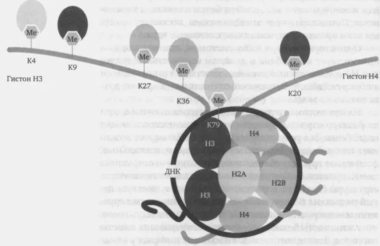 Модификация гистонов Нуклеосома на которую наматывается нить ДНК состоит из - фото 3
