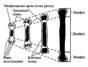 Рис 2 Последовательные стадии окостенения У детей в костной ткани содержание - фото 2