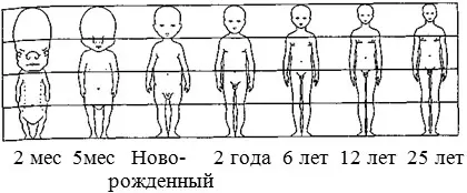 Рис 7 Пропорции тела человека в зависимости от возраста Размеры тела и - фото 7