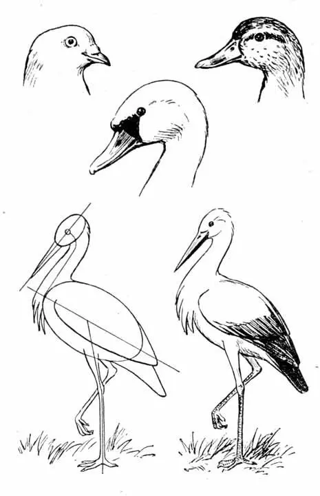 Рис 40 Рисование птиц головы голубя утки лебедя аиста Попробуйте - фото 40