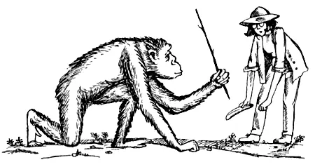 Ученые подкармливали посещавших их лагерь животных бананами Многим обезьянам - фото 177