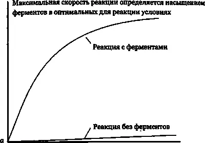 Рис 283 Ферментативный катализ а Ферменткатализатор захватывает - фото 212
