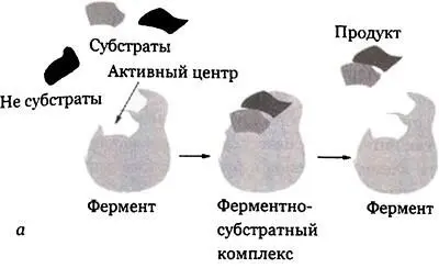 Рис 283 Ферментативный катализ а Ферменткатализатор захватывает - фото 211