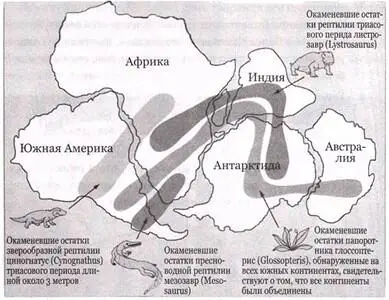 Рис 294 Часть единого суперконтинента Пангея Карта показывает совпадение - фото 230