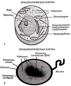 Рис 282 Два типа клеток а Эукариотическая клетка содержащая ядро б - фото 210