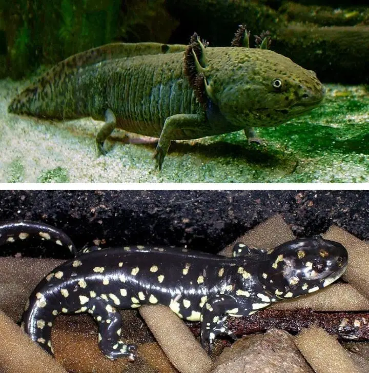 Ambystoma mexicanum способная к размножению личинка аксолотль вверху и - фото 20