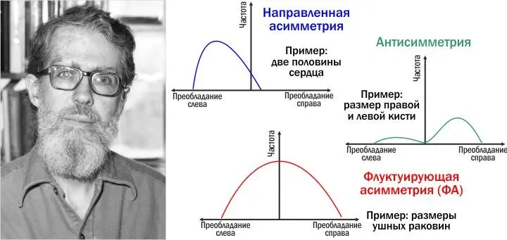 Ли Ван Вален 19352010 и его классификация типов асимметрии предложенная в - фото 28