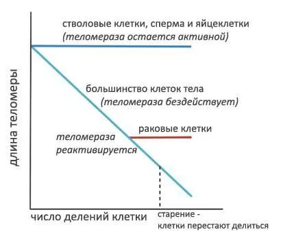 Проблема в том что неограниченное деление клеток начинает походить на рак в - фото 95