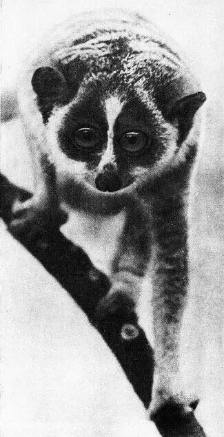 Тонкий лори Наименование рода давшее как видим первую часть словосочетаний - фото 9