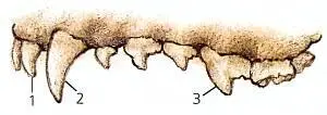 Зубы у хищников отлично приспособлены для поедания животной пищи На рисунке - фото 8