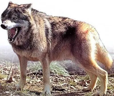 Настоящий волчий оскал Считается что волки не могут заглатывать крупные - фото 9