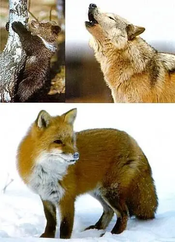 Типичные хищники наших лесов волк медведьи лиса А вот соболь и колонок - фото 10