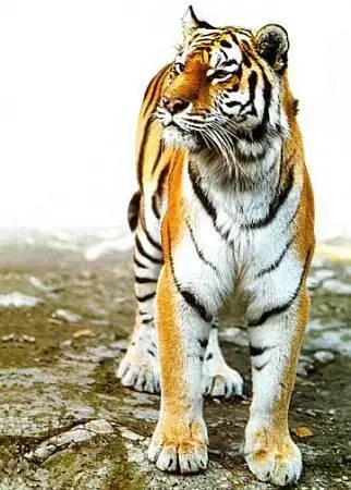 Поперечные черные или темнобурые полосы на красноваторыжей шкуре тигра словно - фото 53