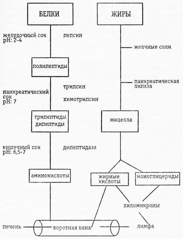 Схематическая диаграмма переваривания и всасывания белков и жиров Желудок - фото 20