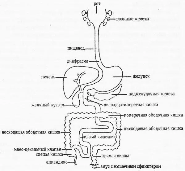 Схематическое изображение пищеварительного тракта Питательные вещества - фото 18