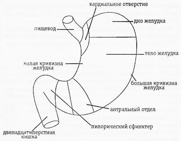 Желудок человека Эта последняя функция осуществляется с помощью фермента - фото 19