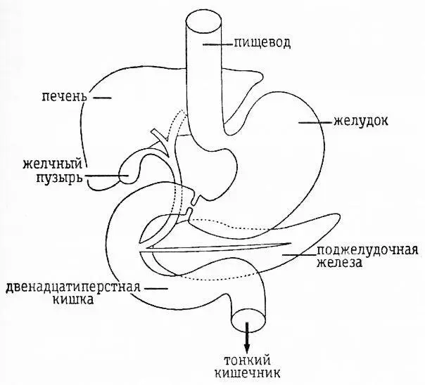 Взаиморасположение двенадцатиперстной кишки поджелудочной железы желудка - фото 26