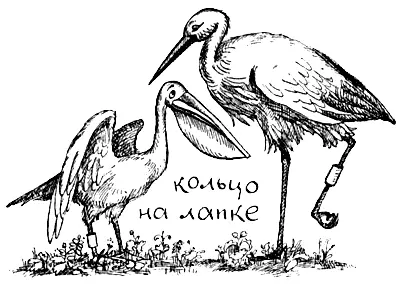 Многие птицы оказались удивительными долгожителями Так куликсорока - фото 60