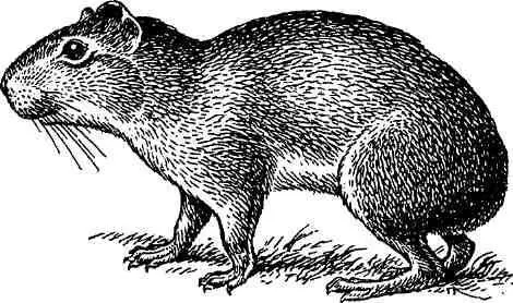 Моко Kerodon rupestris Моко Kerodon rupestris высоко ценится как дичь с - фото 4