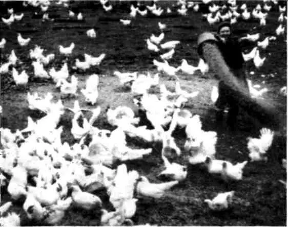 На колхозной птицеферме СтароГолутвинскнй монастырь у места слияния - фото 42