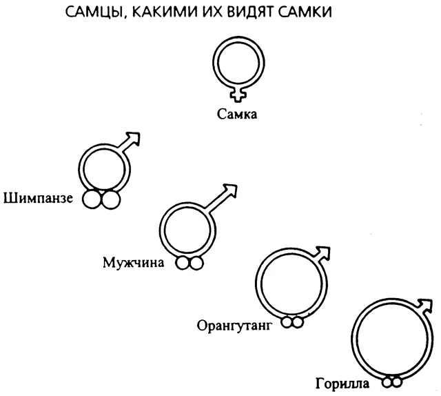 Рис 4 Человек отличается от человекообразных обезьян сравнительной величиной - фото 4