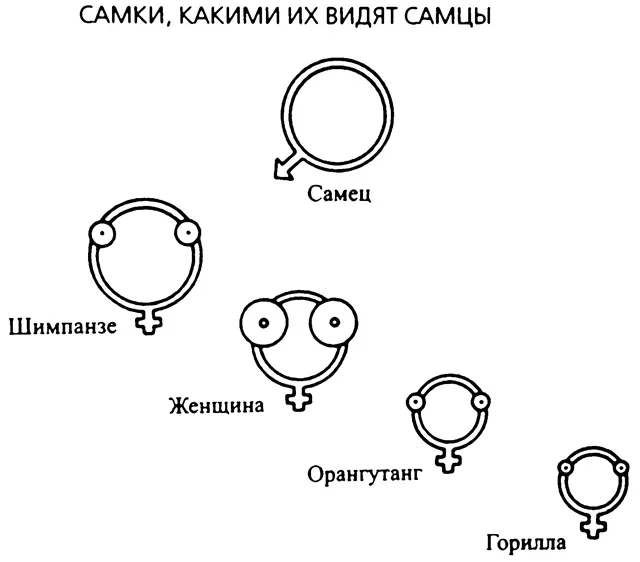Рис 5 Груди человеческой женщины уникальны по сравнению с грудями самок - фото 5