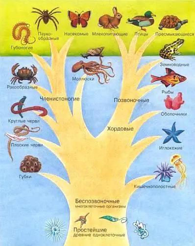 На этом рисунке схематично изображено родословное древо животного царства - фото 3