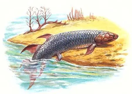 Рептилии произошли от рыб Уже 380 млн лет назад кистеперая рыба - фото 7