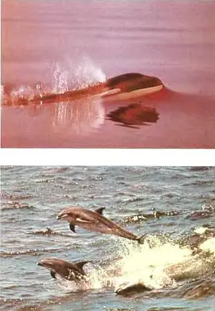 Китывверху и дельфинывнизу потомки наземных млекопитающих которые в - фото 8