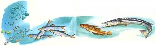 Типичная пищевая цепь моря состоит из пяти звеньев Растительный планктон - фото 10