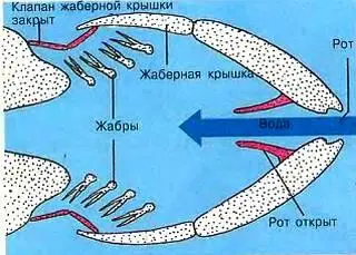 Наземные животные дышат кислородом воздуха с помощью легких а рыбы - фото 12