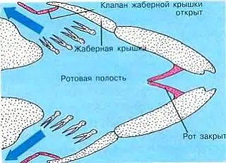 Наземные животные дышат кислородом воздуха с помощью легких а рыбы - фото 13