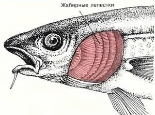 Наземные животные дышат кислородом воздуха с помощью легких а рыбы - фото 14